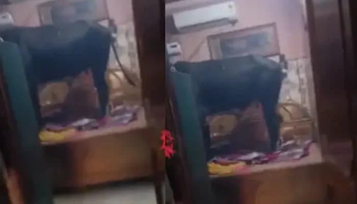 بھینس اور بیل کے کمرے میں گھس آنے پر خاتون 2 گھنٹے کیلئے الماری میں بند
