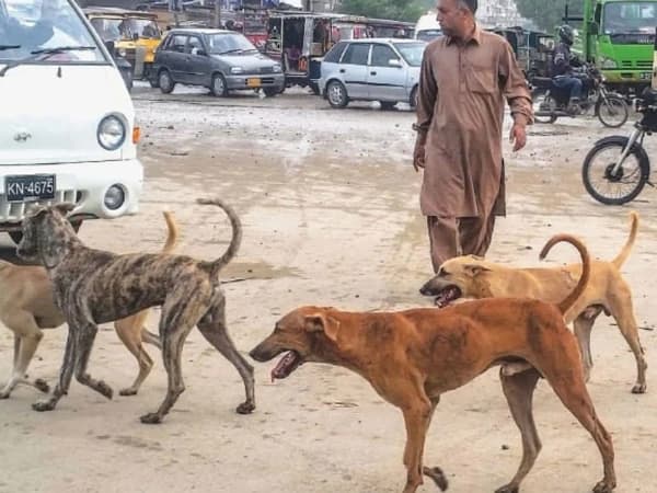 کراچی میں سگ گزیدگی کا ایک اور واقعہ، 24 سالہ نوجوان جاں بحق، تعداد 18 ہوگئی